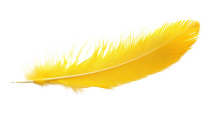 feather on a white transparent background