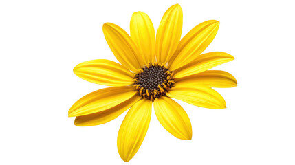 Obraz premium flower on a white transparent background