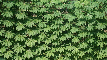 Green cassava leaves exposed to sunlight