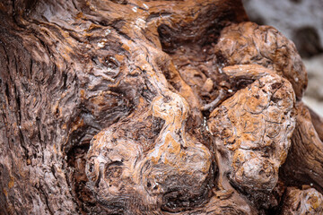 Detailed close-up of weathered driftwood, highlighting its intricate texture and organic patterns. Ideal for natural backgrounds or texture references