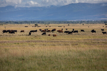 photograph of an open pasture and a herd of cattle crazing and resting on a farm in victor Idaho Mountains in the background.