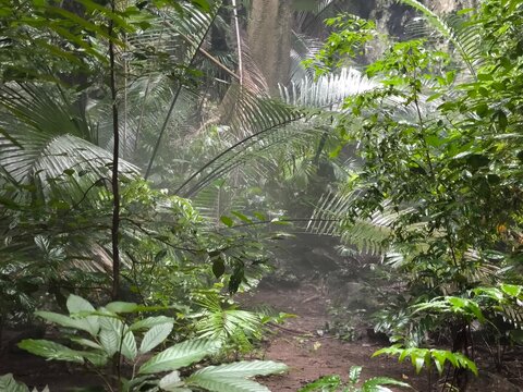 Hup Pa Tat the forest