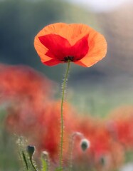 Obraz premium Isolated poppy flower with depth of field highlighting vibrant red petals for Veterans Day