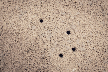 Close up small crab holes or hermit crab nest on the beach