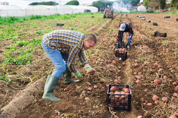 Young man professional farmer harvesting and puts sweet potato in box at a farm field