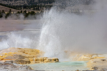 Photograph Clepsydra Geyser erupting along Fountain Paint Pot Trail in Yellowstone national park. 