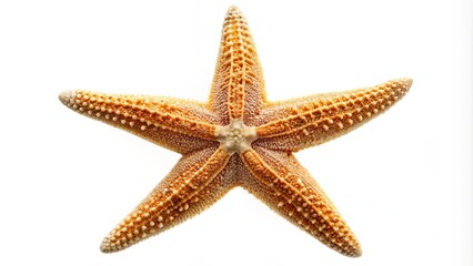 A simplistic sea star design features five curved arms radiating from a central hub on a crisp white