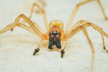 Yellow sac spider standing on white floor surface.