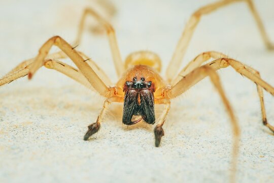 Yellow sac spider standing on white floor surface.