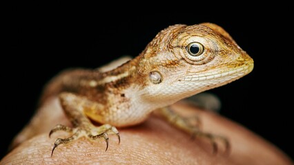 Curious lizard posing on a biologist hand.