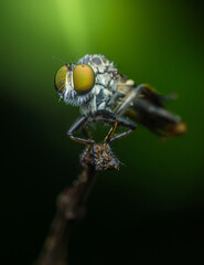 Robber fly covered in dew posing on a branch.