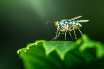 Long legged fly standing on a green leaf.