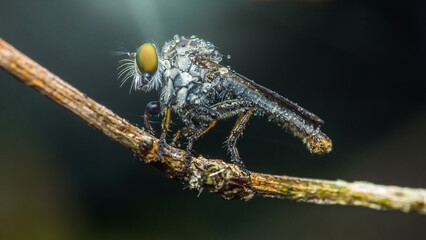 Robber fly covered in dew posing on a branch.