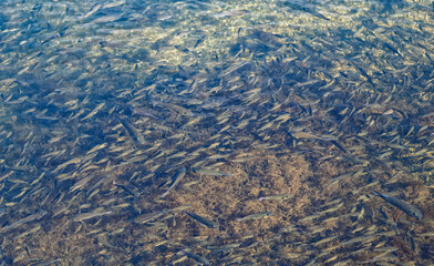 Closeup Of a School of Minnows in Waikiki Hawaii.