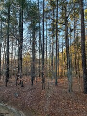 Trees in the sun