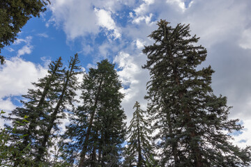 Photograph of tall pine trees against bright blue sky and white fluffy clouds