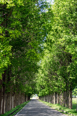 新緑の河北潟メタセコイヤ並木