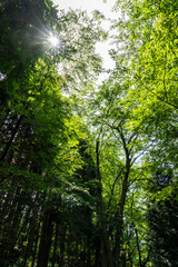 Fototapeta premium 新緑の森