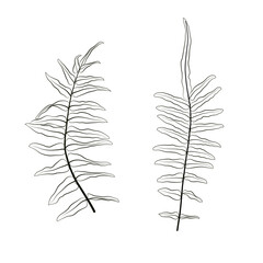 Fototapeta premium line art of leaves