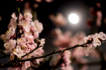 Spring & Sakura in the Full Moonlight
Tokyo, Japan