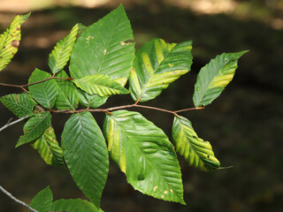 Branch of an American Beech (Fagus grandifolia) tree with leaves exhibiting yellow stripes characteristic of Beech leaf disease (BLD).  BLD is associated with a nematode, and is killing beech trees. 