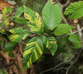 Looking down on leaves of an American Beech tree (Fagus grandifolia), suffering from Beech leaf disease. Leaves on the left show the characteristic yellow stripes of the disease.