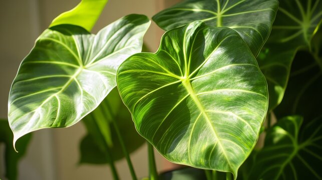 106. Close-up of the large, glossy leaves of alocasia odora, with morning sunlight filtering through, highlighting the intricate leaf patterns and lush greenery in a home jungle