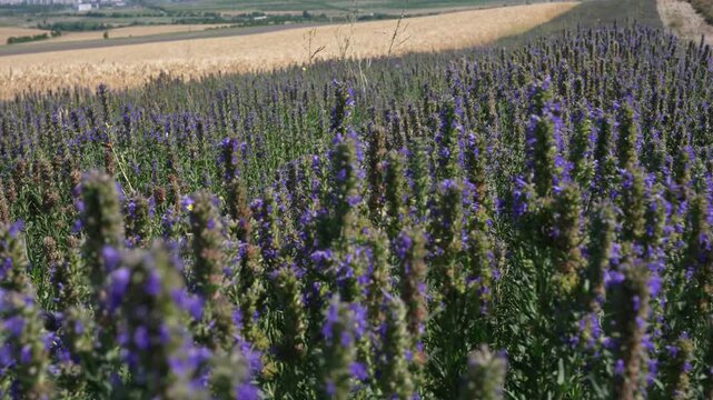 Hyssopus officinalis or hyssop. The herb hyssop is used both as a condiment and a medicine
