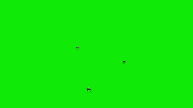 3 Black House Flies - Three Bugs Flying Around Screen Loop MS - Green Screen - Realistic 3D animation with isolated on chroma key background