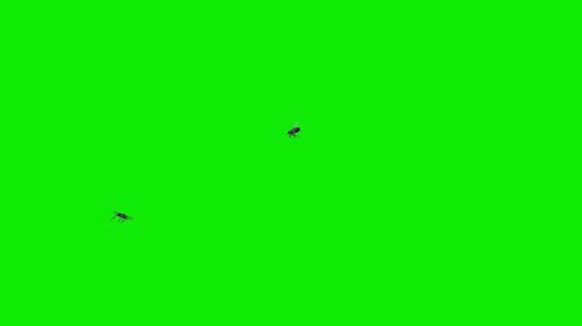 2 Black House Flies - Two Bugs Flying Around Screen Loop MS - Green Screen - Realistic 3D animation with isolated on chroma key background