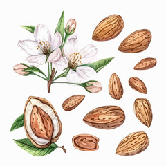 Watercolor hand-painted almond nut and leaves and blossom illustration set on a white background. Almond composition watercolor isolated on white background, almond branch with flowers set collection.