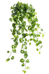 A close-up shot of a lush green hanging plant with small, heart-shaped leaves. The plant is in full bloom and has a vibrant green color.