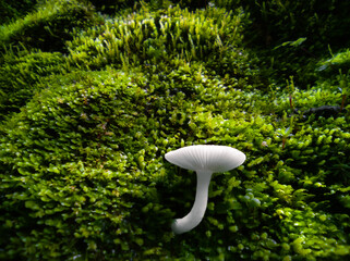 Mushroom at green moss wall. Closeup fungus.