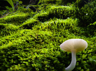 Astonishing mushroom growing at green wall. Forest treking. August rain.