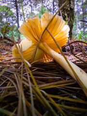 Fallen mushroom in the forest. August treking.
