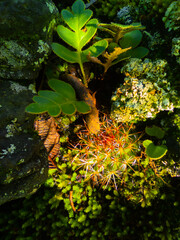 Baby rainbow pincushion at dawn. Morning treking.