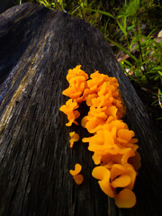Yellow fungus on wet wood. Fall trekking.