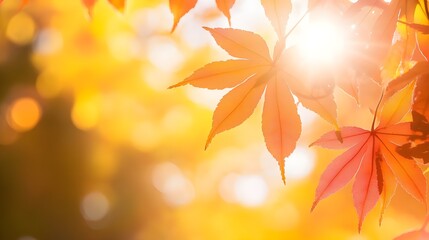 autumn leaves background