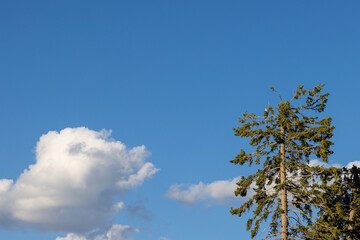 Image of bright blue cloudy sky with one bold eagle sitting on the top of a tall pine tree. 