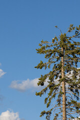 Vertical photograph of one bold eagle sitting on the top of a large pine tree against a blue sky.
