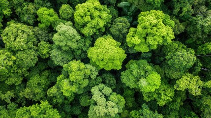Fototapeta premium Lush, green treetops create a vibrant canopy, showcasing a healthy forest ecosystem from an aerial perspective.