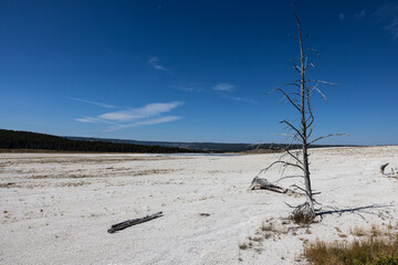 Dead leafless tree standing in gray clay along the fountain paint pot trail in the Yellowstone National Park