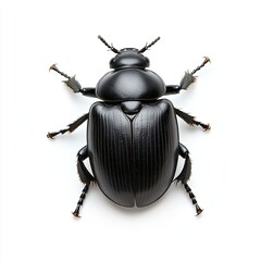 Beetle isolated on white background