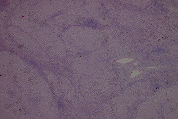 Pathology and Histology Tissue of Mammals under microscope.