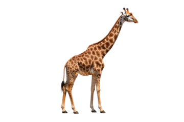 A full-body shot of a giraffe standing tall, highlighting its long legs and neck isolated on white background