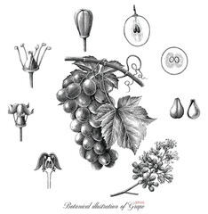 Botanical illustration of Grape black and white clip art isolated on white background