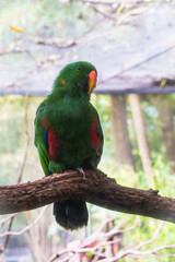 Electus Parrot