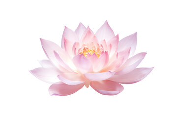 A delicate lotus flower in full bloom, with soft, glowing light illuminating its petals from above, isolated on white background