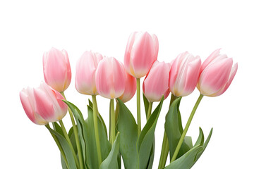 Fototapeta premium A close-up view of fresh pink tulips in full bloom showcasing their delicate petals and vibrant colors isolated on white background