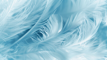 Fototapeta premium Soft Blue Feather Texture Background